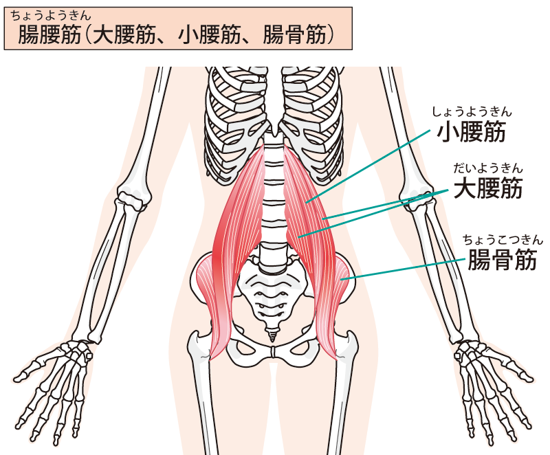 タイプ別 腰痛予防 改善におすすめのストレッチ６種 Orange Sports Conditioning